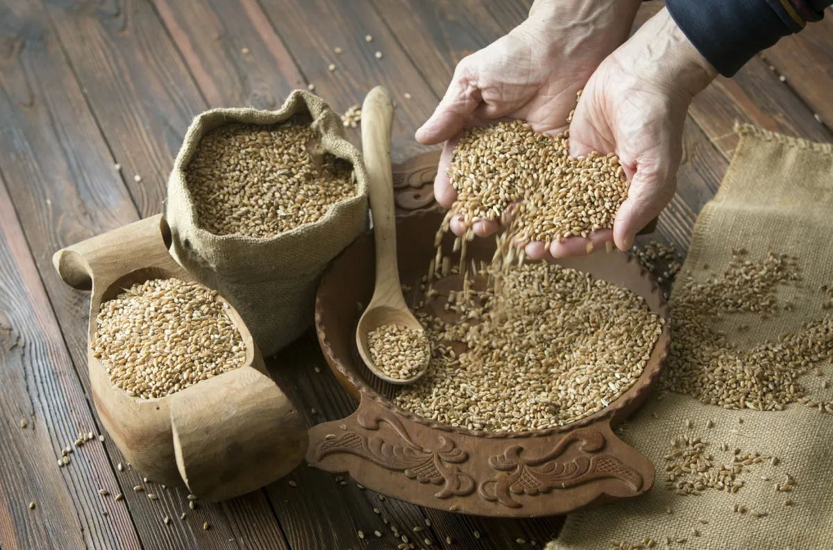 أسعار القمح تواصل ارتفاعها في الأسواق العالمية