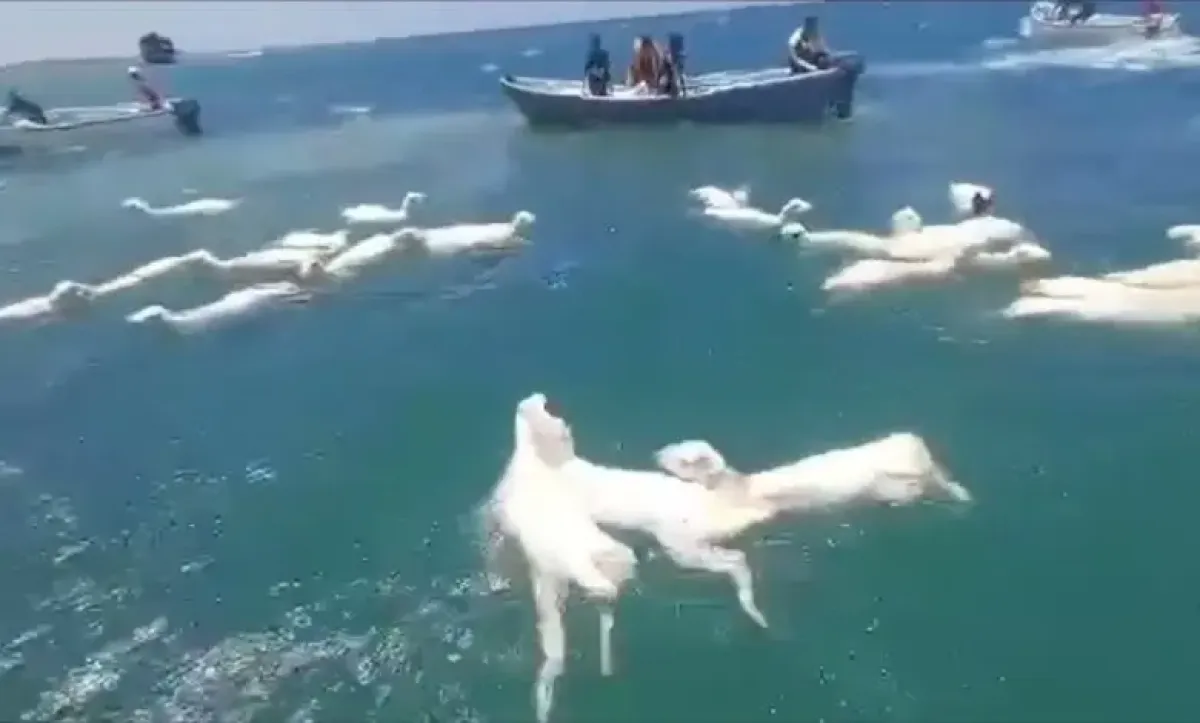 غرق سفينة محملة بالمواشي قبالة سواحل لحج