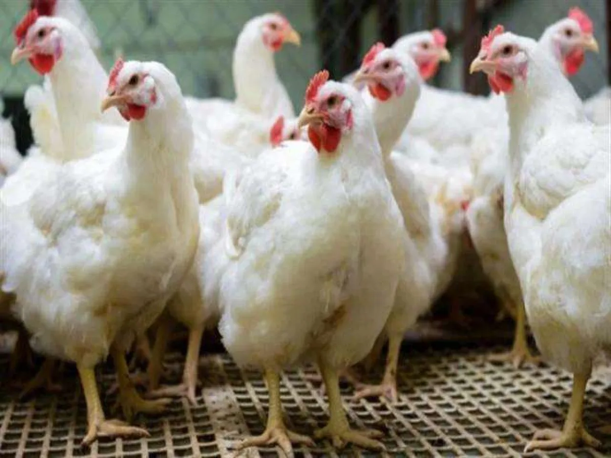 الناشط إبراهيم حسين يسخر من انشغال حكومة صنعاء بتسعير الدجاج وسط أزمة معيشية خانقة